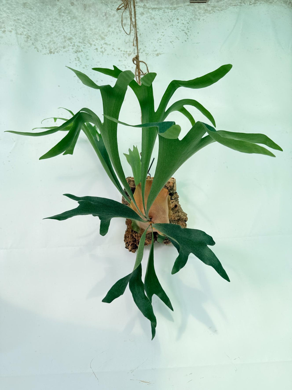 Platycerium Abigail (Rydeen x Veitchii High Finger) – auf einem Brett montiert