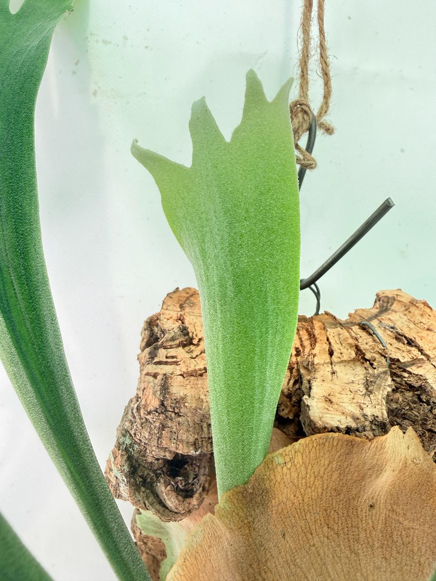 Platycerium Abigail (Rydeen x Veitchii High Finger) – auf einem Brett montiert