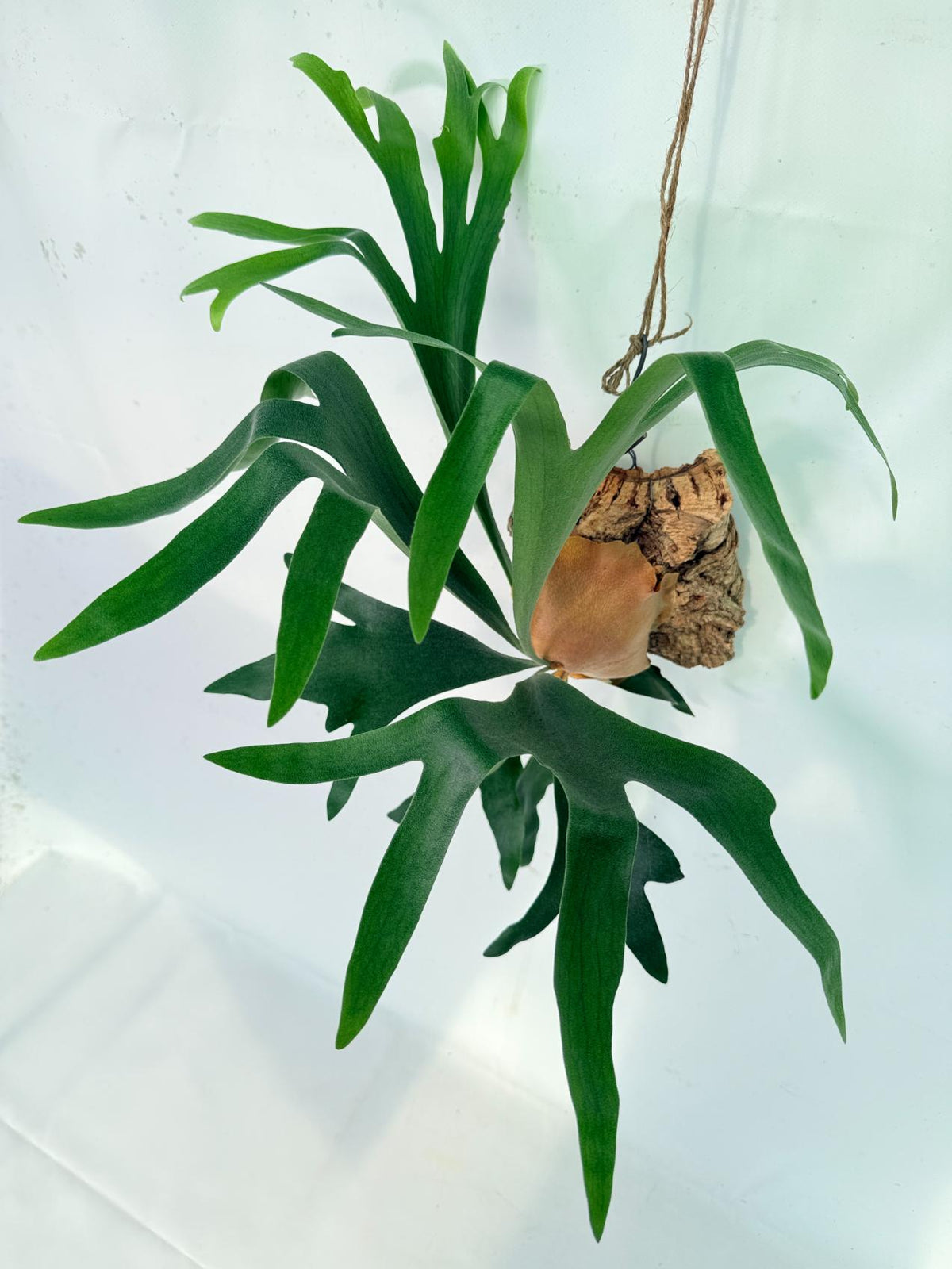 Platycerium Abigail (Rydeen x Veitchii High Finger) – auf einem Brett montiert