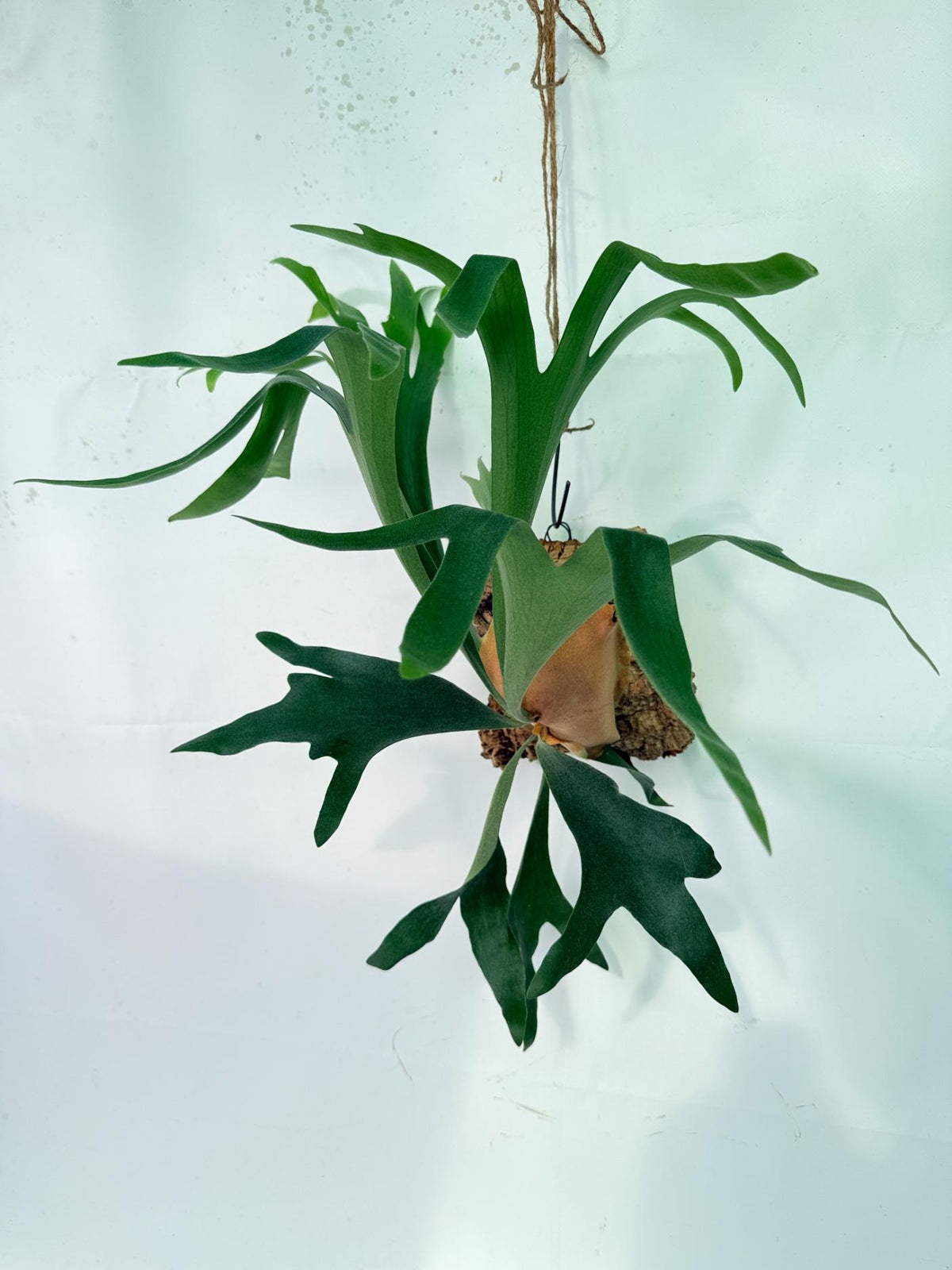 Platycerium Abigail (Rydeen x Veitchii High Finger) – auf einem Brett montiert
