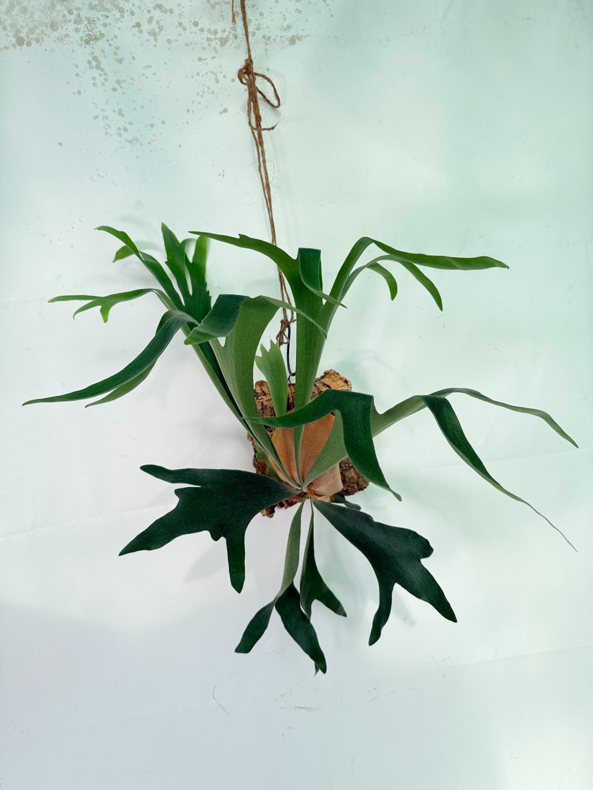 Platycerium Abigail (Rydeen x Veitchii High Finger) – auf einem Brett montiert