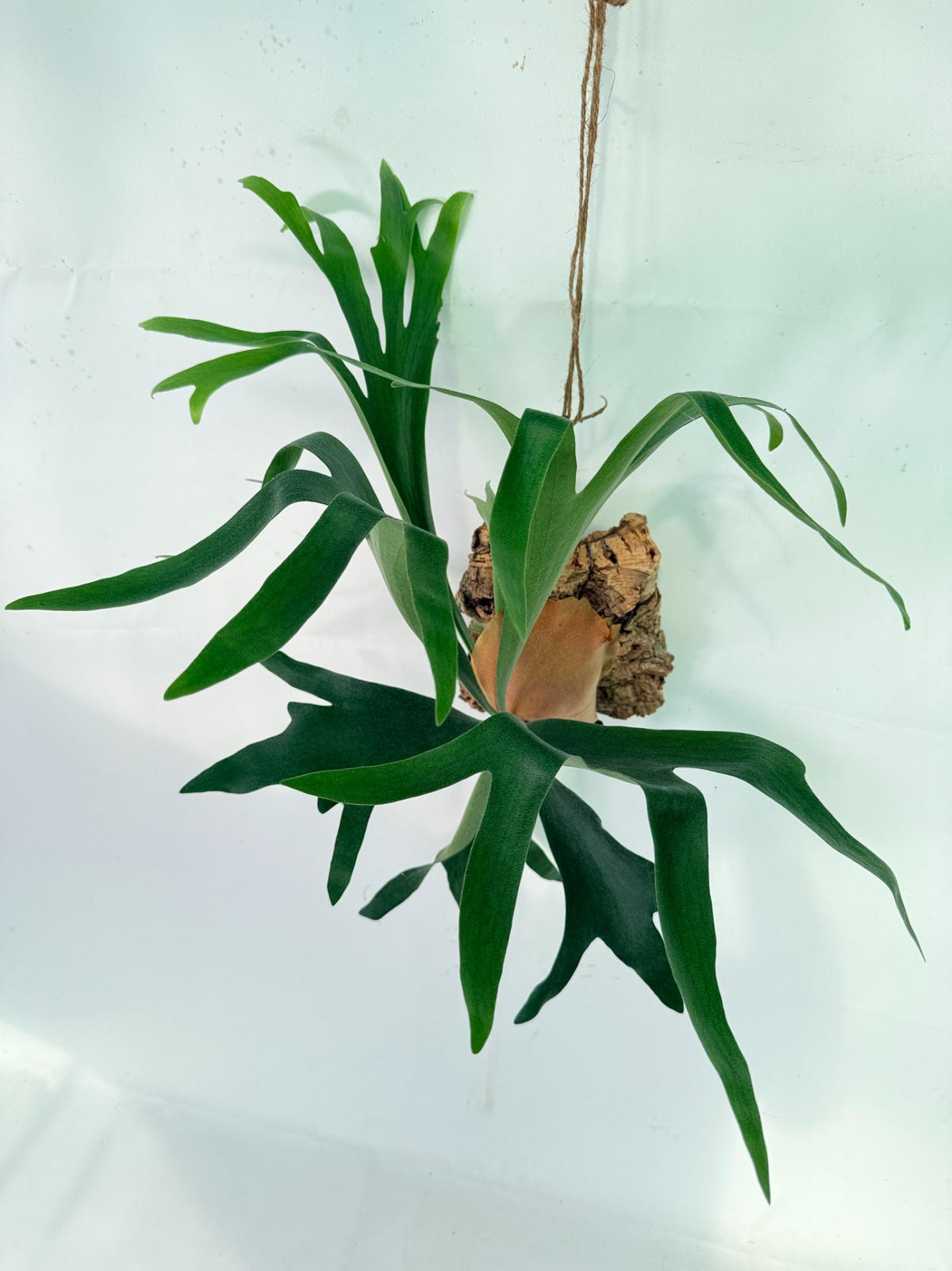 Platycerium Abigail (Rydeen x Veitchii High Finger) – auf einem Brett montiert