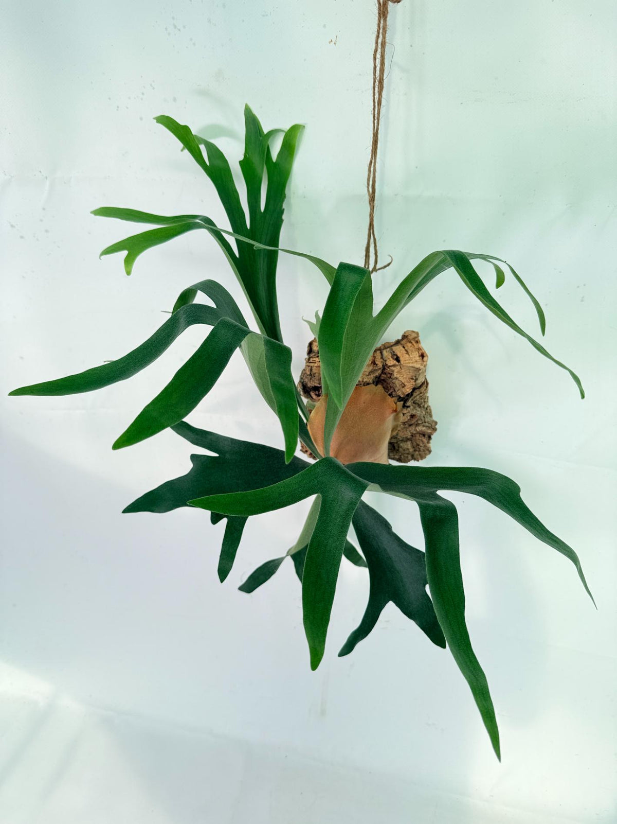 Platycerium Abigail (Rydeen x Veitchii High Finger) – auf einem Brett montiert