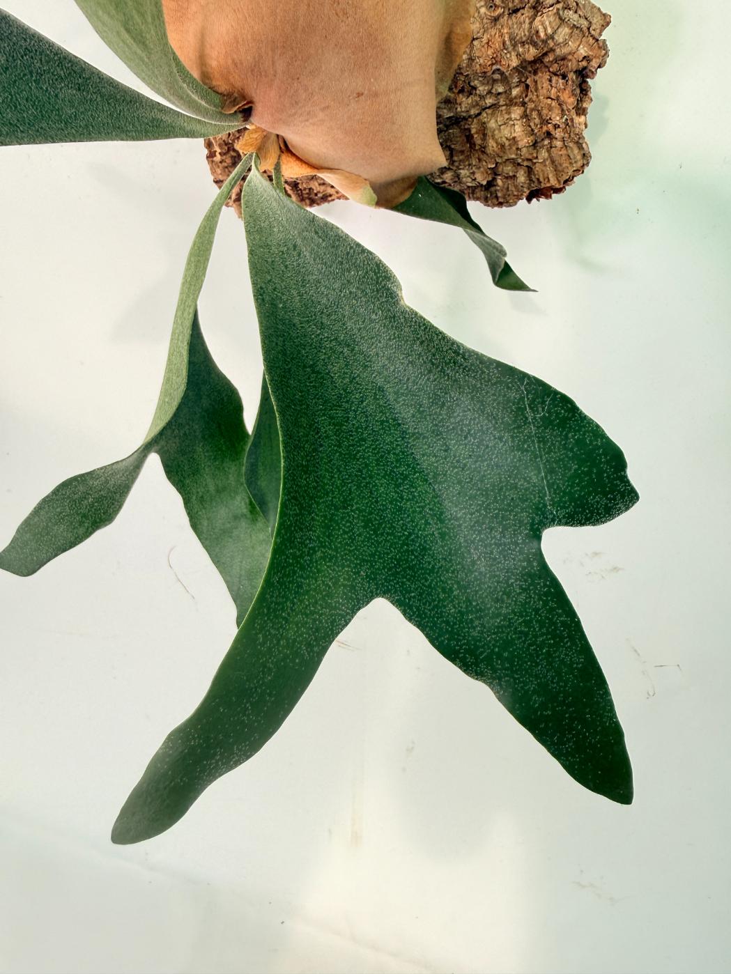Platycerium Abigail (Rydeen x Veitchii High Finger) – auf einem Brett montiert