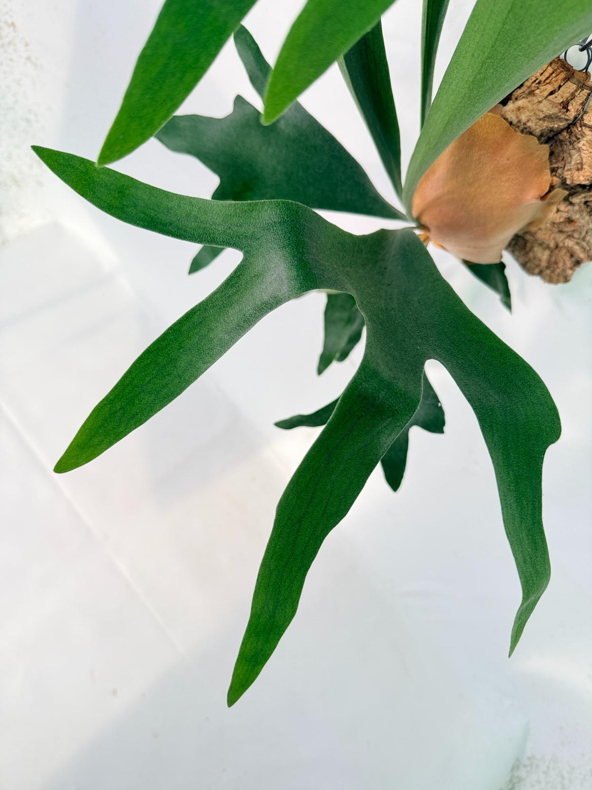 Platycerium Abigail (Rydeen x Veitchii High Finger) – auf einem Brett montiert