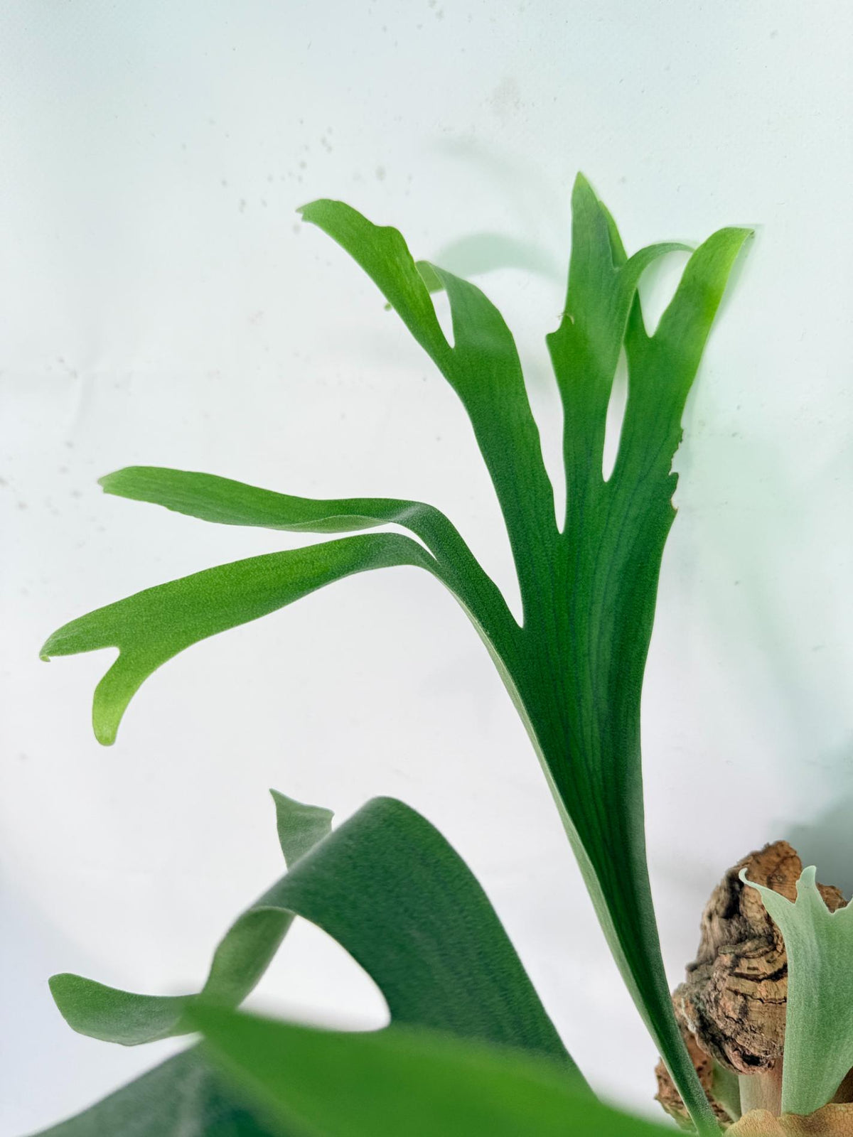Platycerium Abigail (Rydeen x Veitchii High Finger) – auf einem Brett montiert