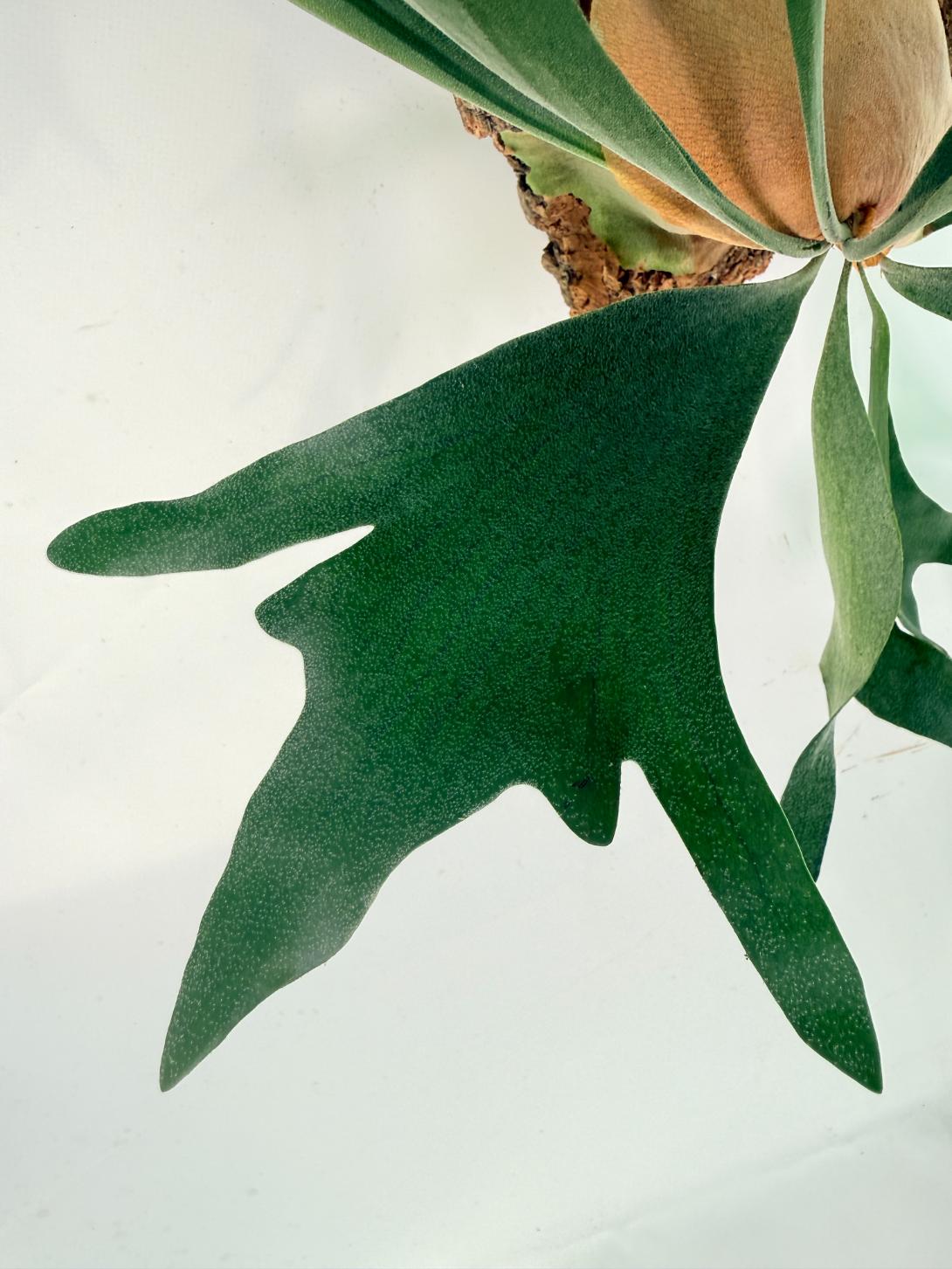Platycerium Abigail (Rydeen x Veitchii High Finger) – auf einem Brett montiert