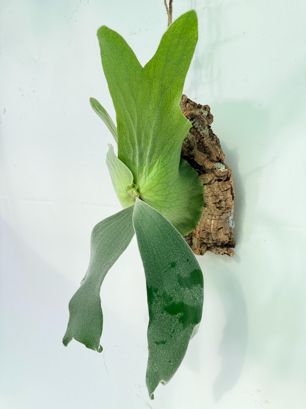 Platycerium Andinum + mounted on the board02