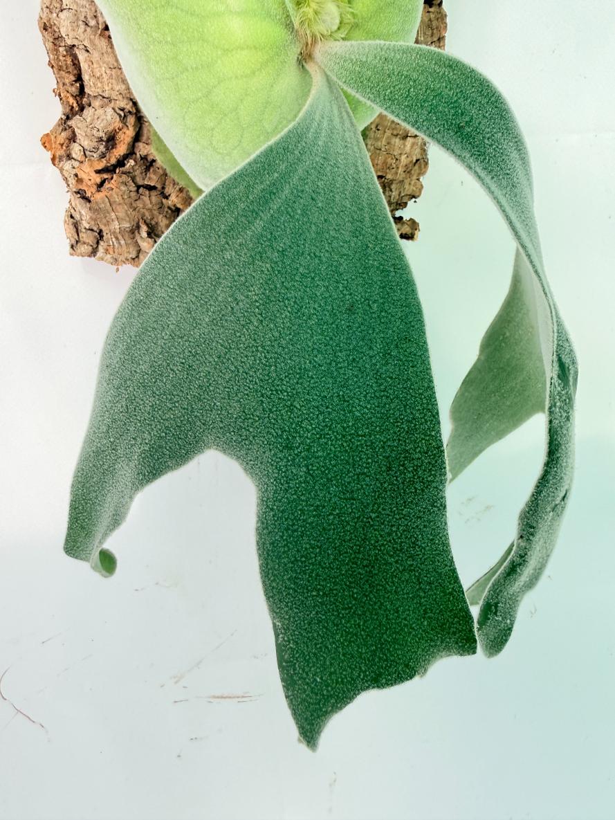 Platycerium Andinum + mounted on the board05