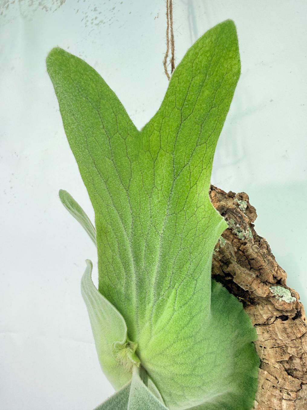 Platycerium Andinum + mounted on the board07