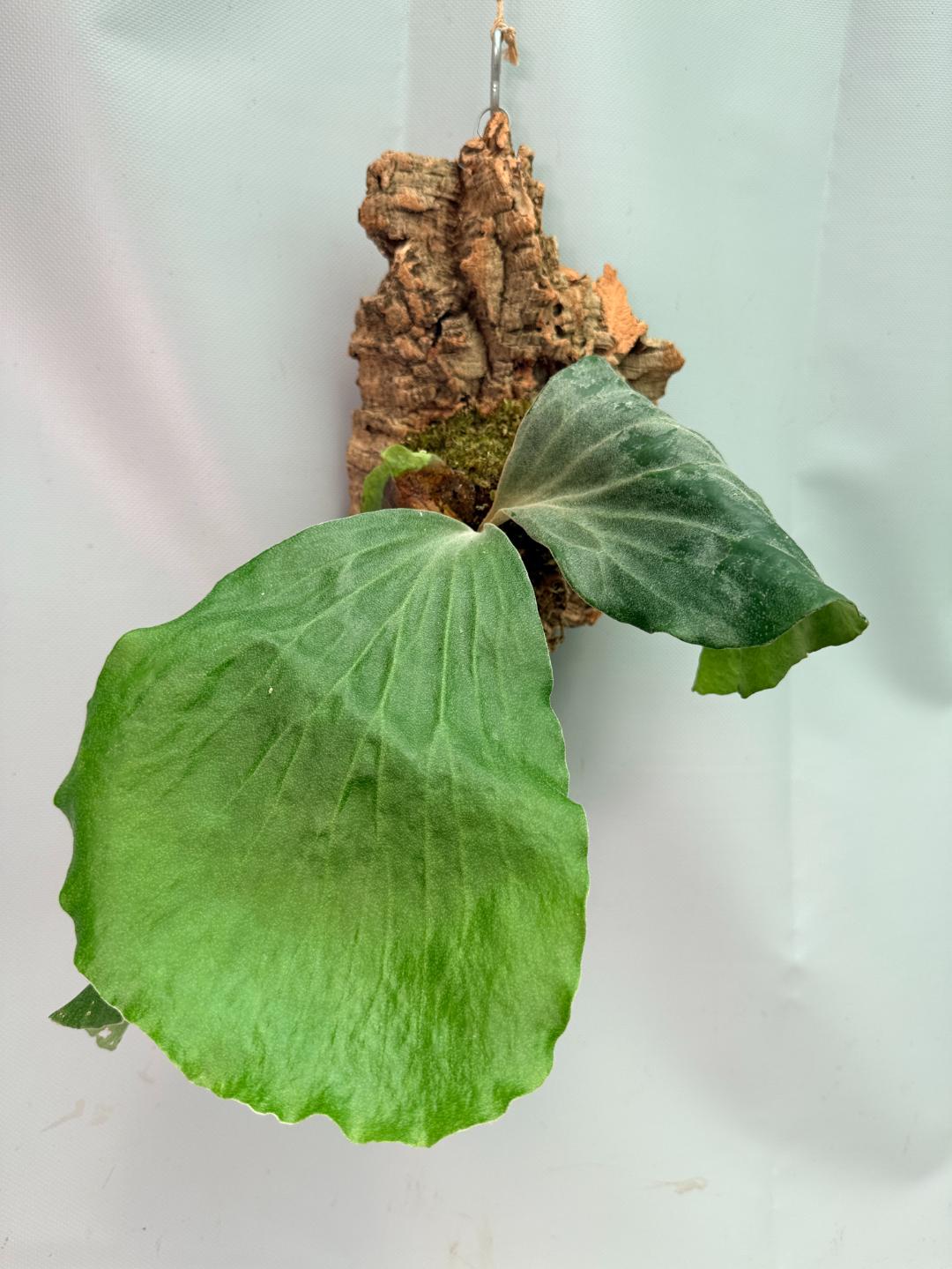Platycerium Elephantotis + mounted on the board 01