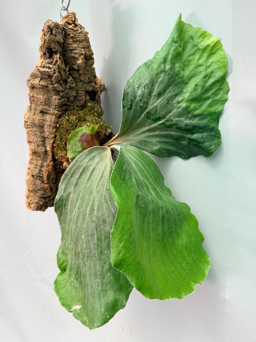 Platycerium Elephantotis + mounted on the board 03