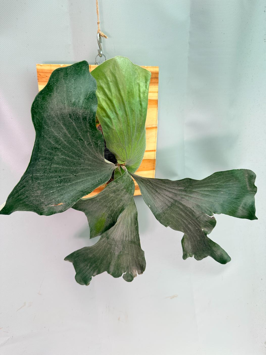 Platycerium Elephantotis x Alcicorne + mounted on the board 02