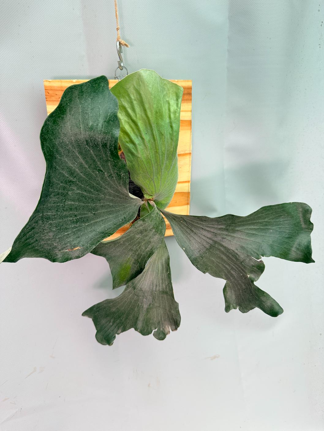 Platycerium Elephantotis x Alcicorne + mounted on the board 03