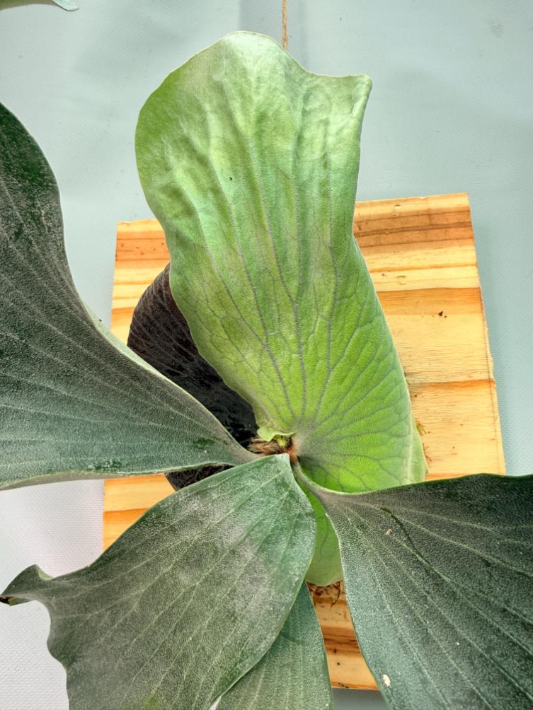 Platycerium Elephantotis x Alcicorne + mounted on the board 04