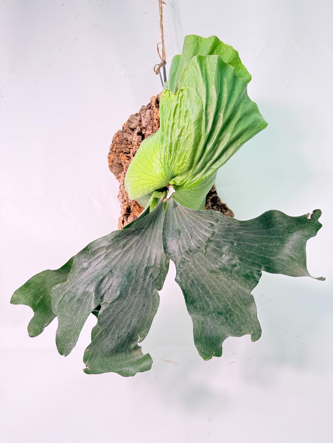 Platycerium Elephantotis x Alcicorne + mounted on the board01