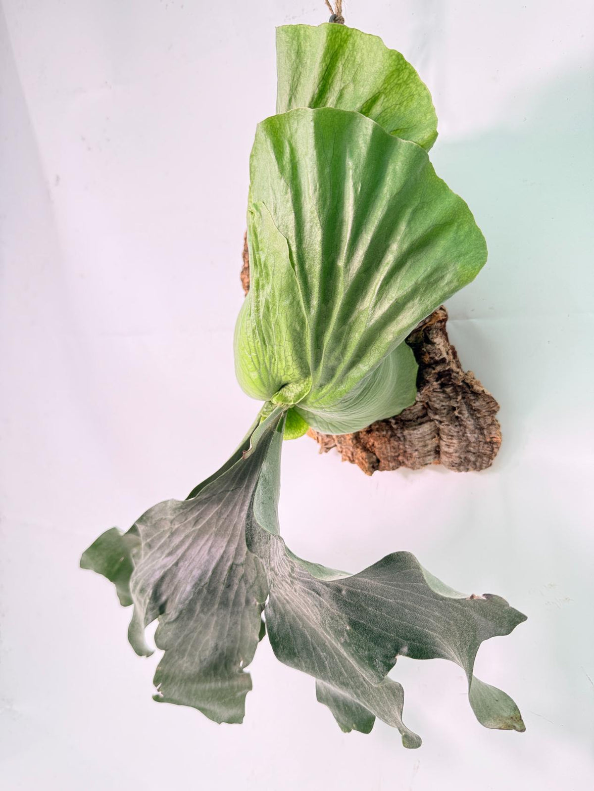 Platycerium Elephantotis x Alcicorne + mounted on the board02