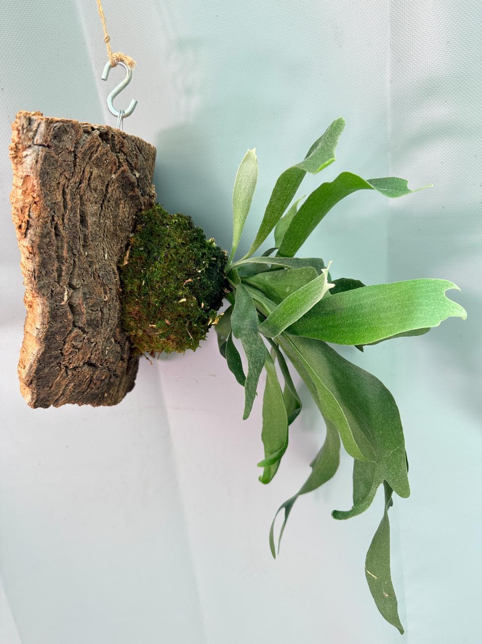 Platycerium Ginka + montée sur plaque