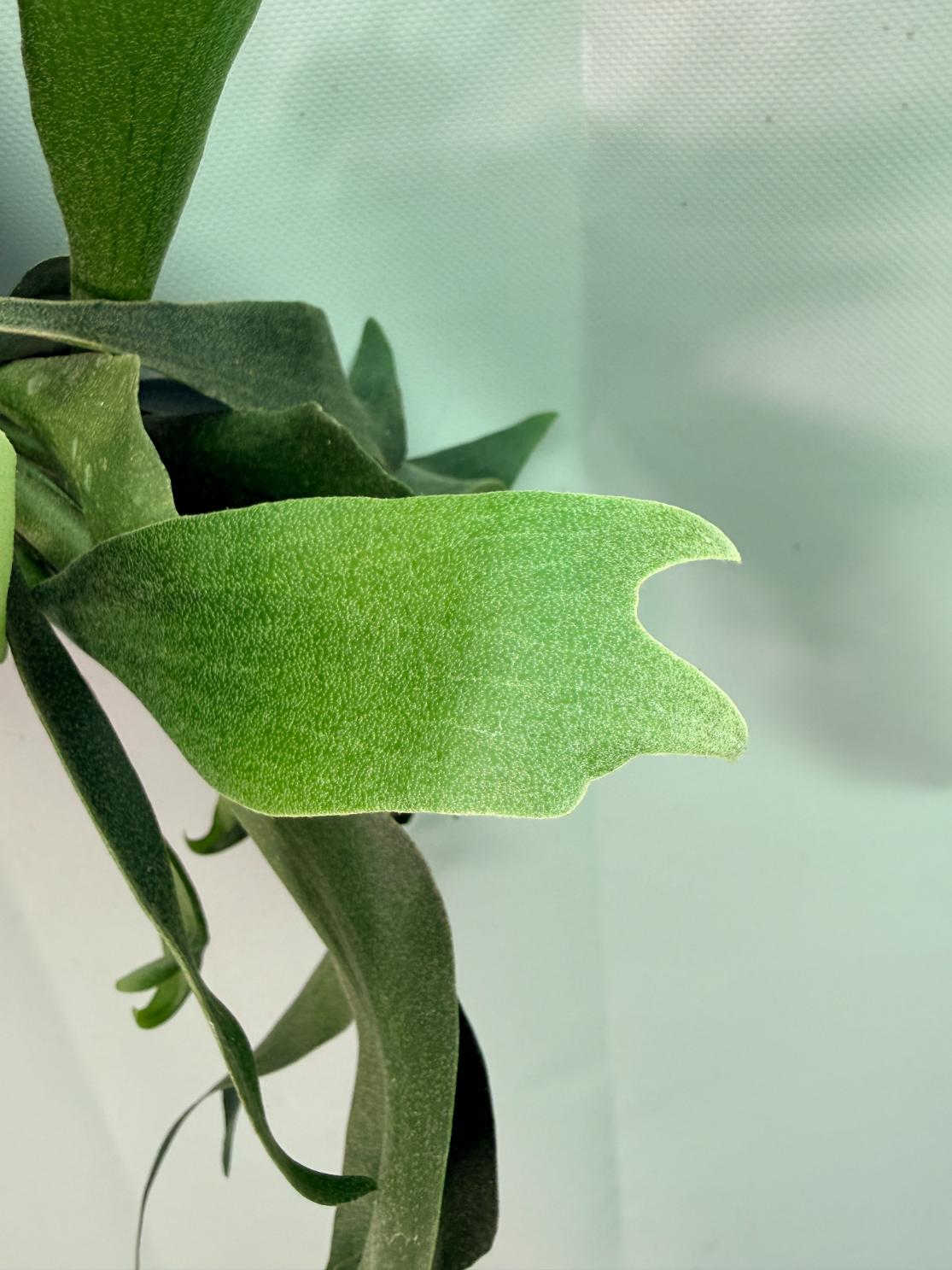 Platycerium Ginka + montée sur plaque