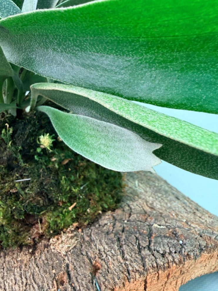 Platycerium Ginka + montée sur plaque
