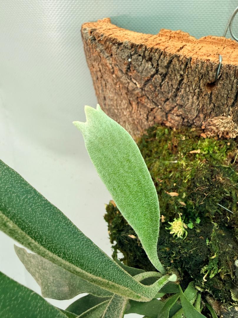 Platycerium Ginka + montée sur plaque