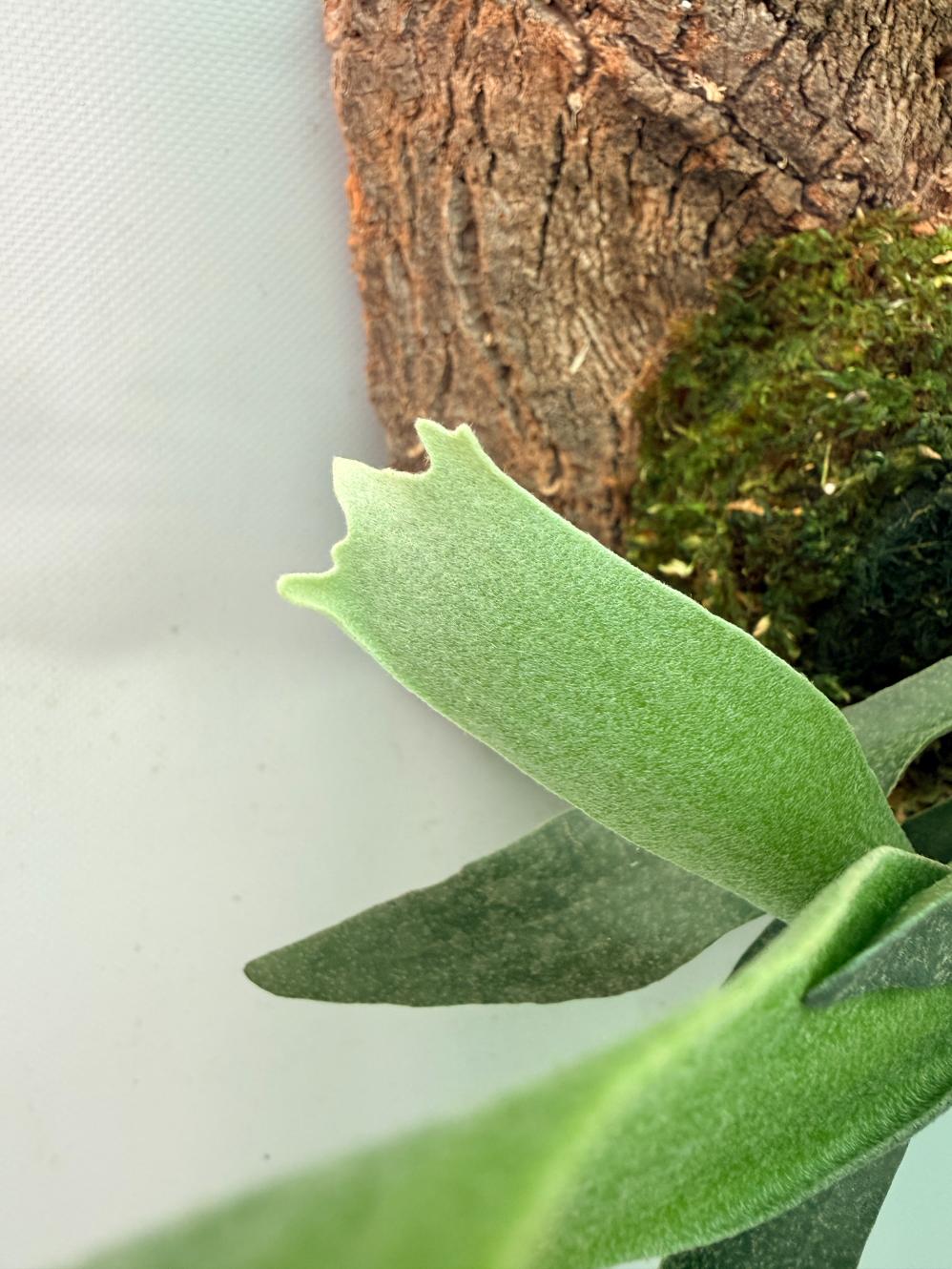 Platycerium Ginka + montée sur plaque
