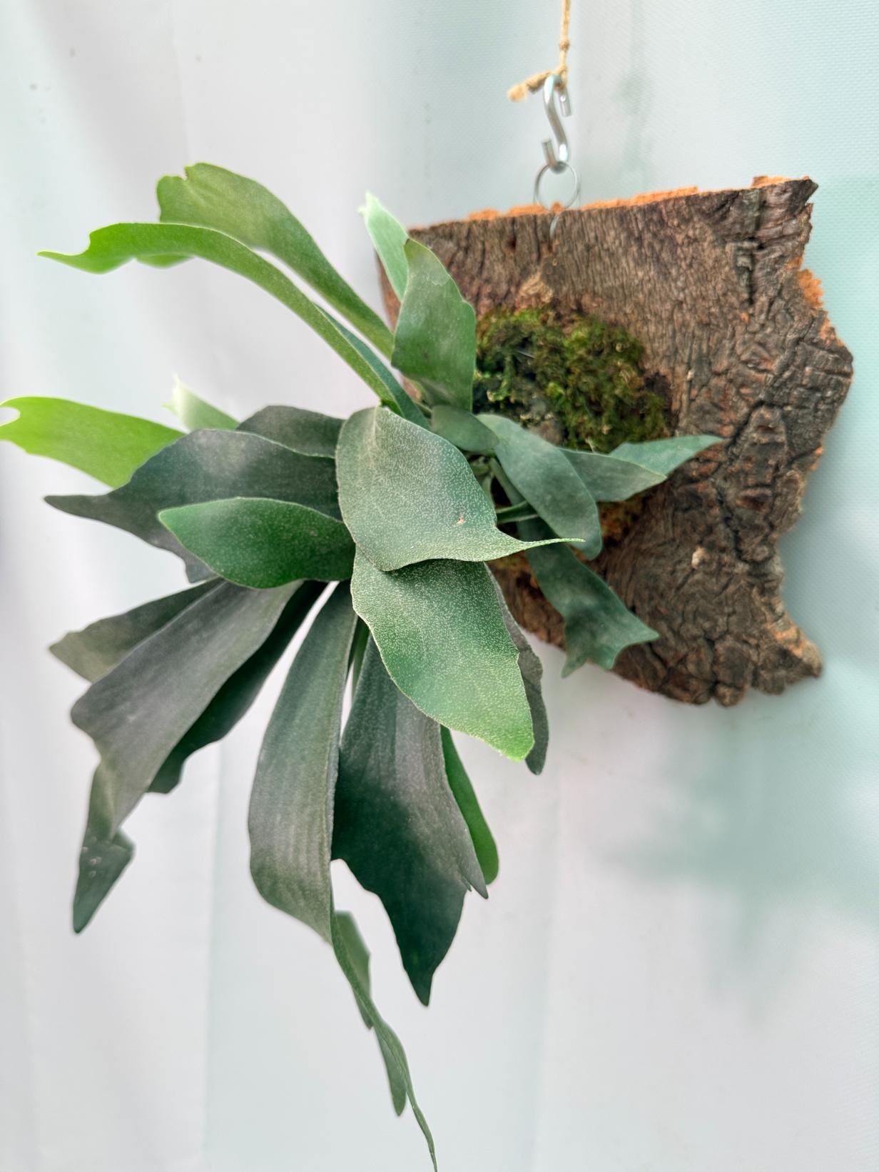 Platycerium Ginka + montée sur plaque