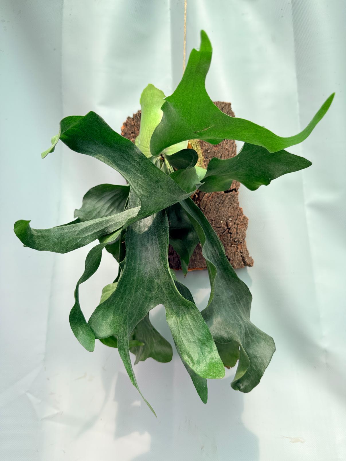 Platycerium Hillii + mounted on the board 10