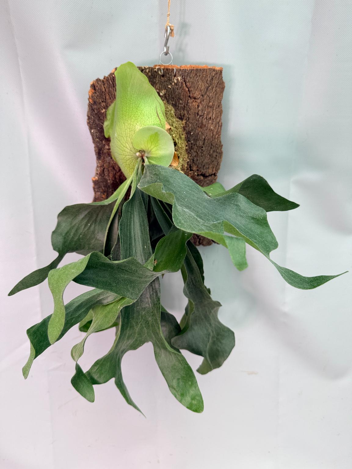 Platycerium Hillii + mounted on the board 01