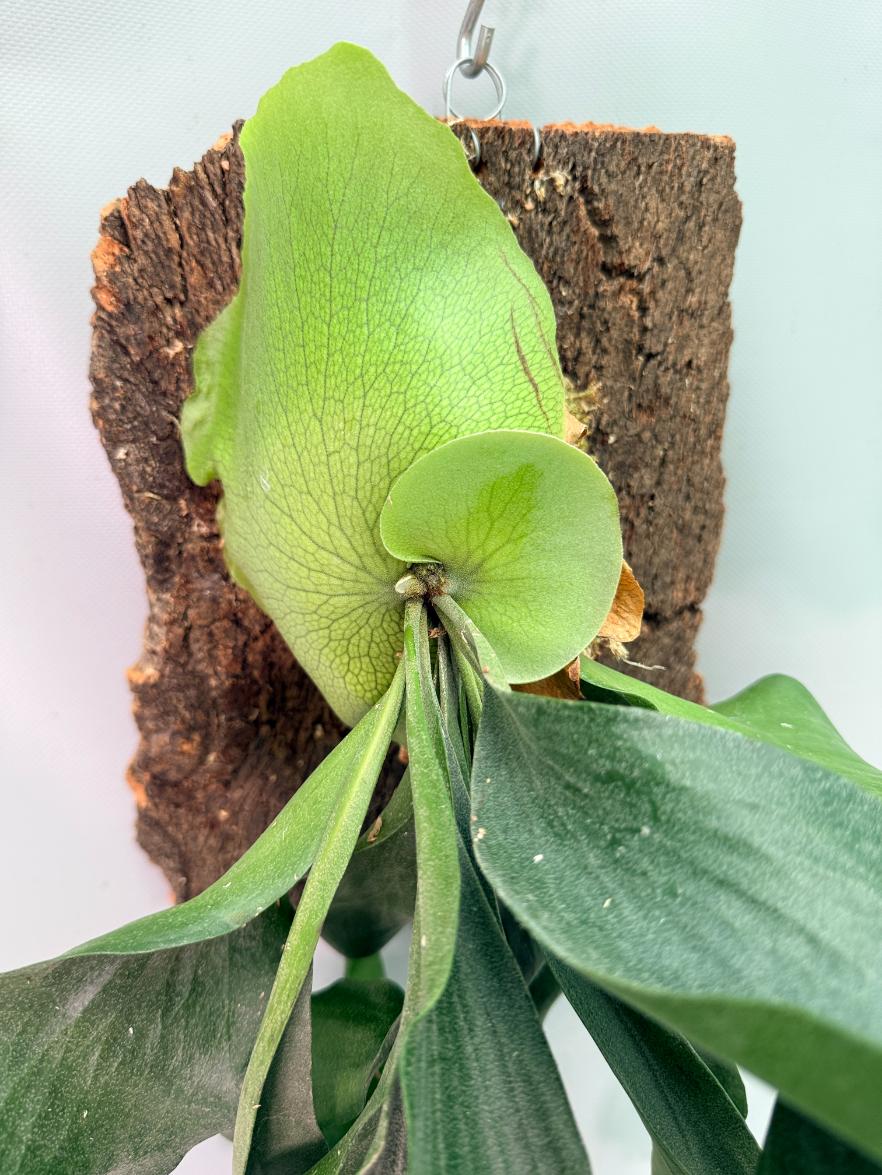 Platycerium Hillii + mounted on the board 02
