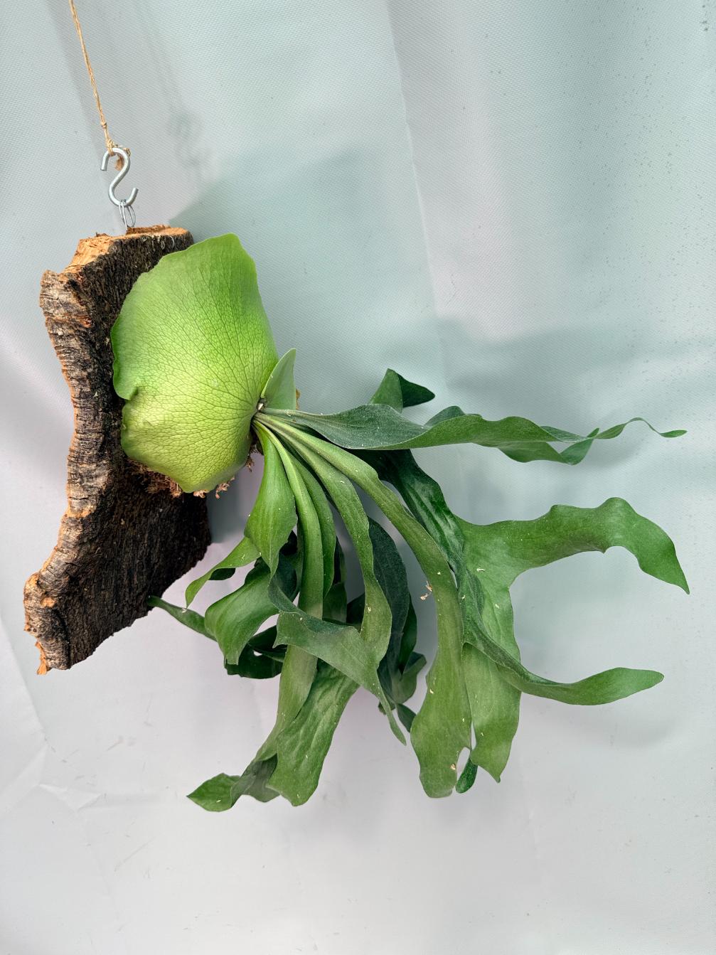 Platycerium Hillii + mounted on the board 06