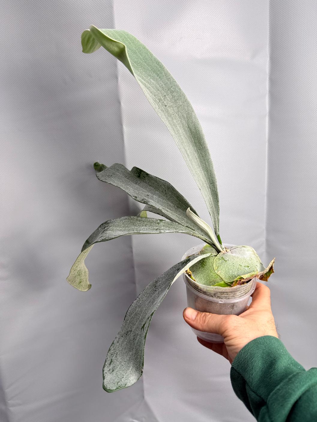 Platycerium Omo WHITE LOVER