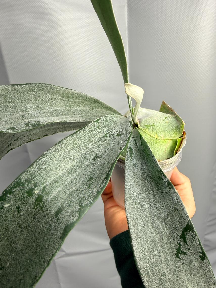 Platycerium Omo WHITE LOVER