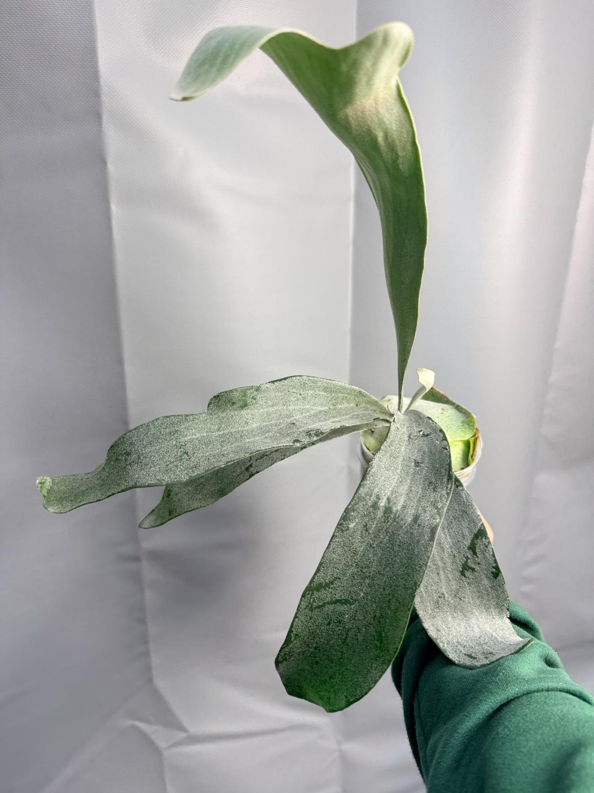 Platycerium Omo WHITE LOVER