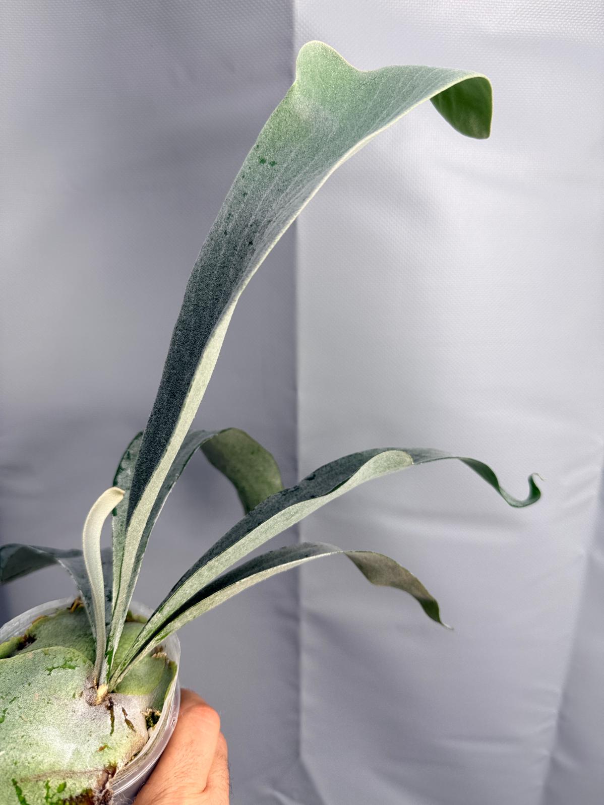 Platycerium Omo WHITE LOVER