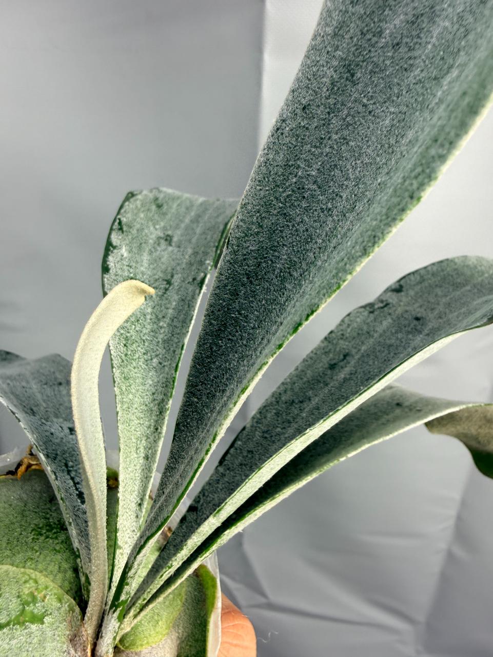 Platycerium Omo WHITE LOVER