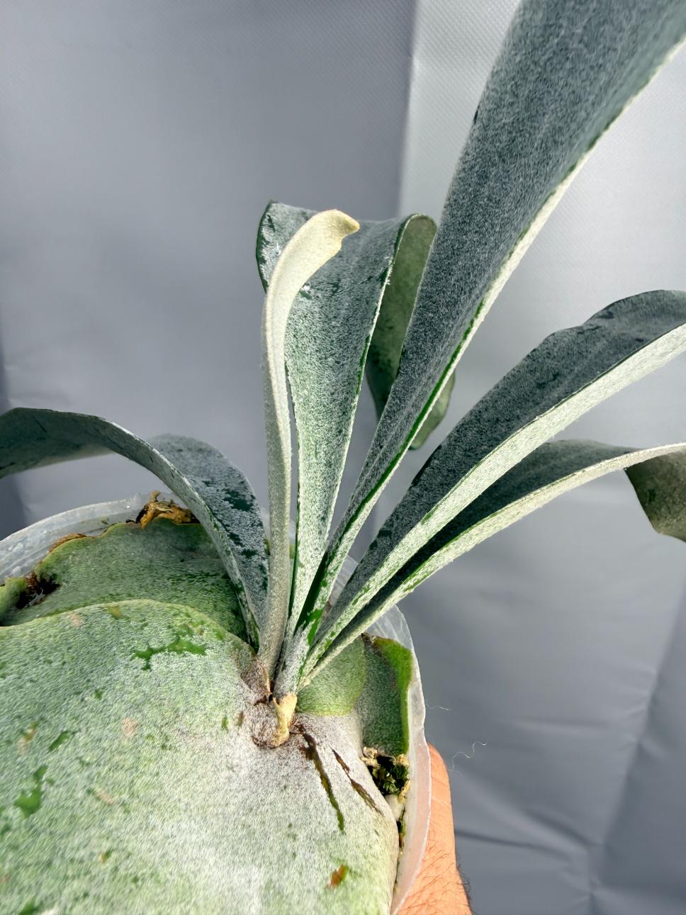 Platycerium Omo WHITE LOVER