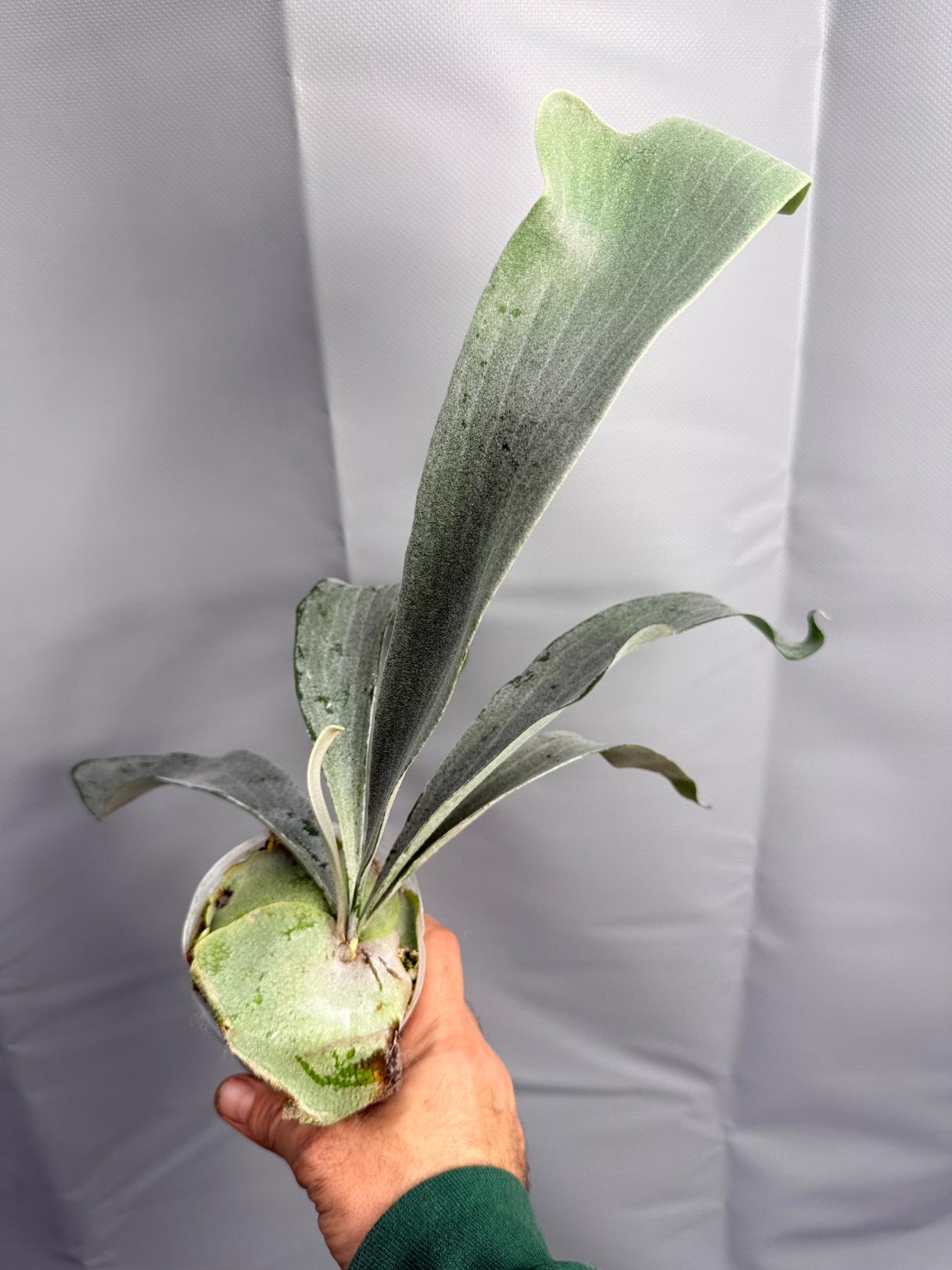 Platycerium Omo WHITE LOVER