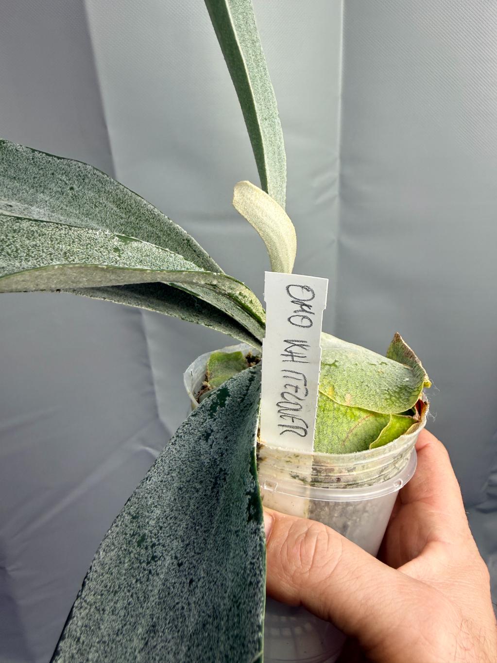 Platycerium Omo WHITE LOVER