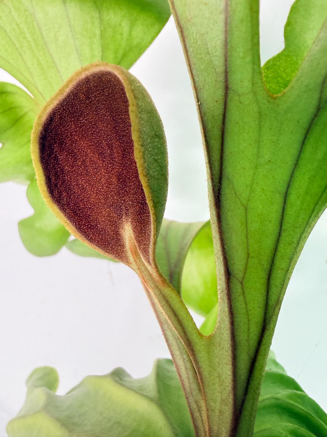 Platycerium Ridleyi 'Monkey King' kokedama 03