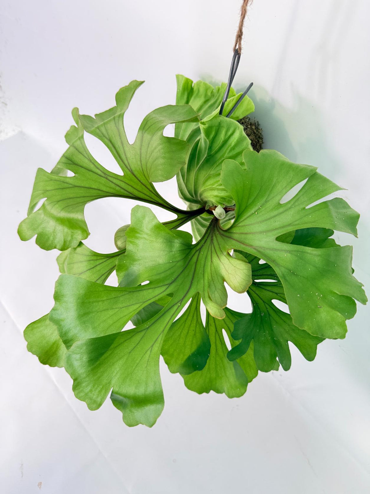 Platycerium Ridleyi 'Monkey King' kokedama 01