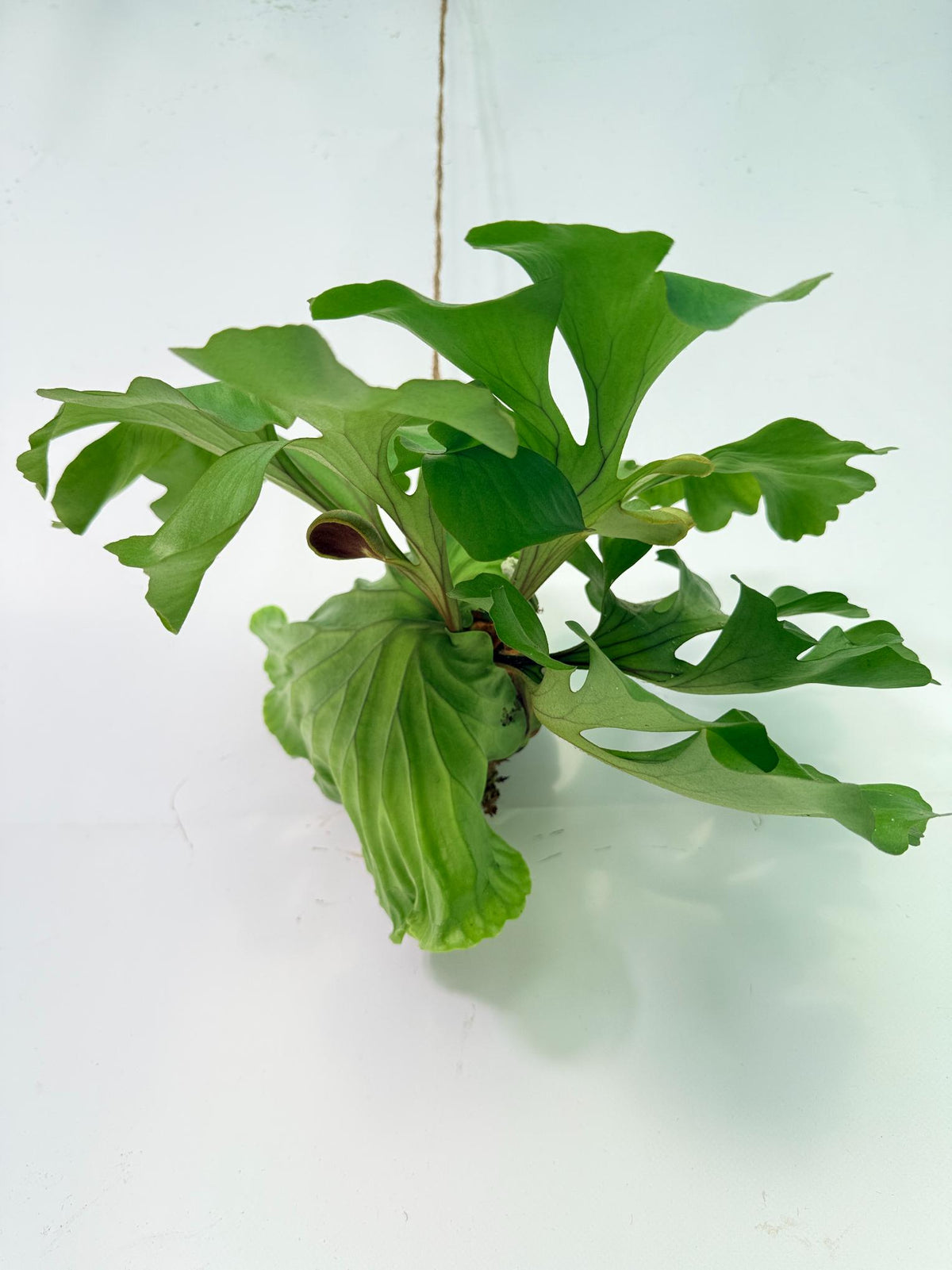 Platycerium Ridleyi 'Monkey King' kokedama11
