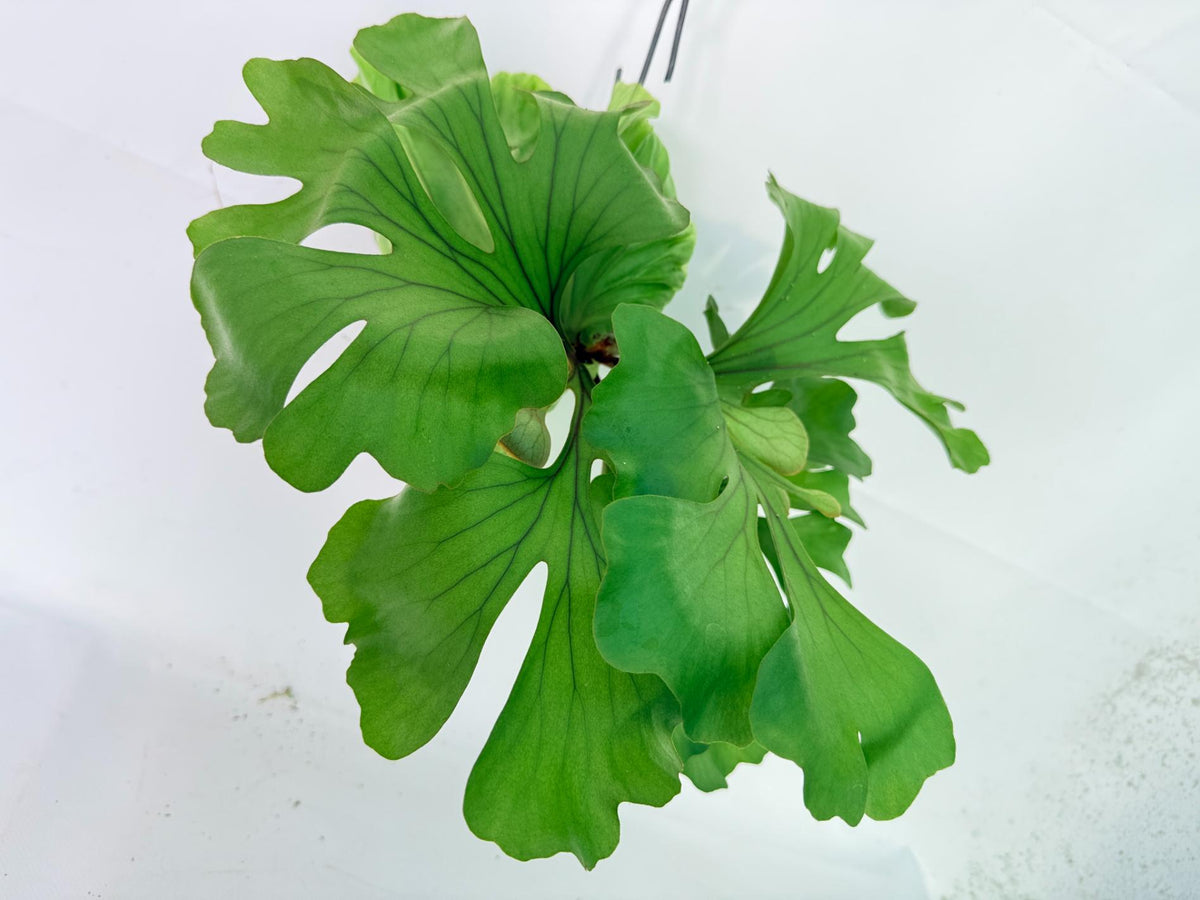 Platycerium Ridleyi 'Monkey King' kokedama12