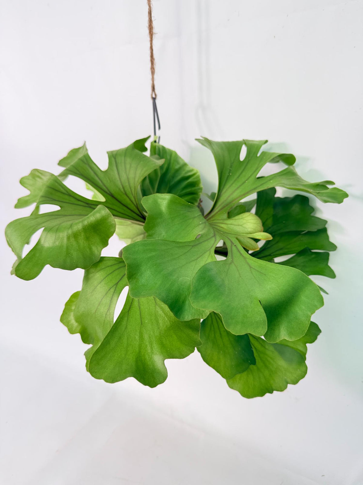 Platycerium Ridleyi 'Monkey King' kokedama 04