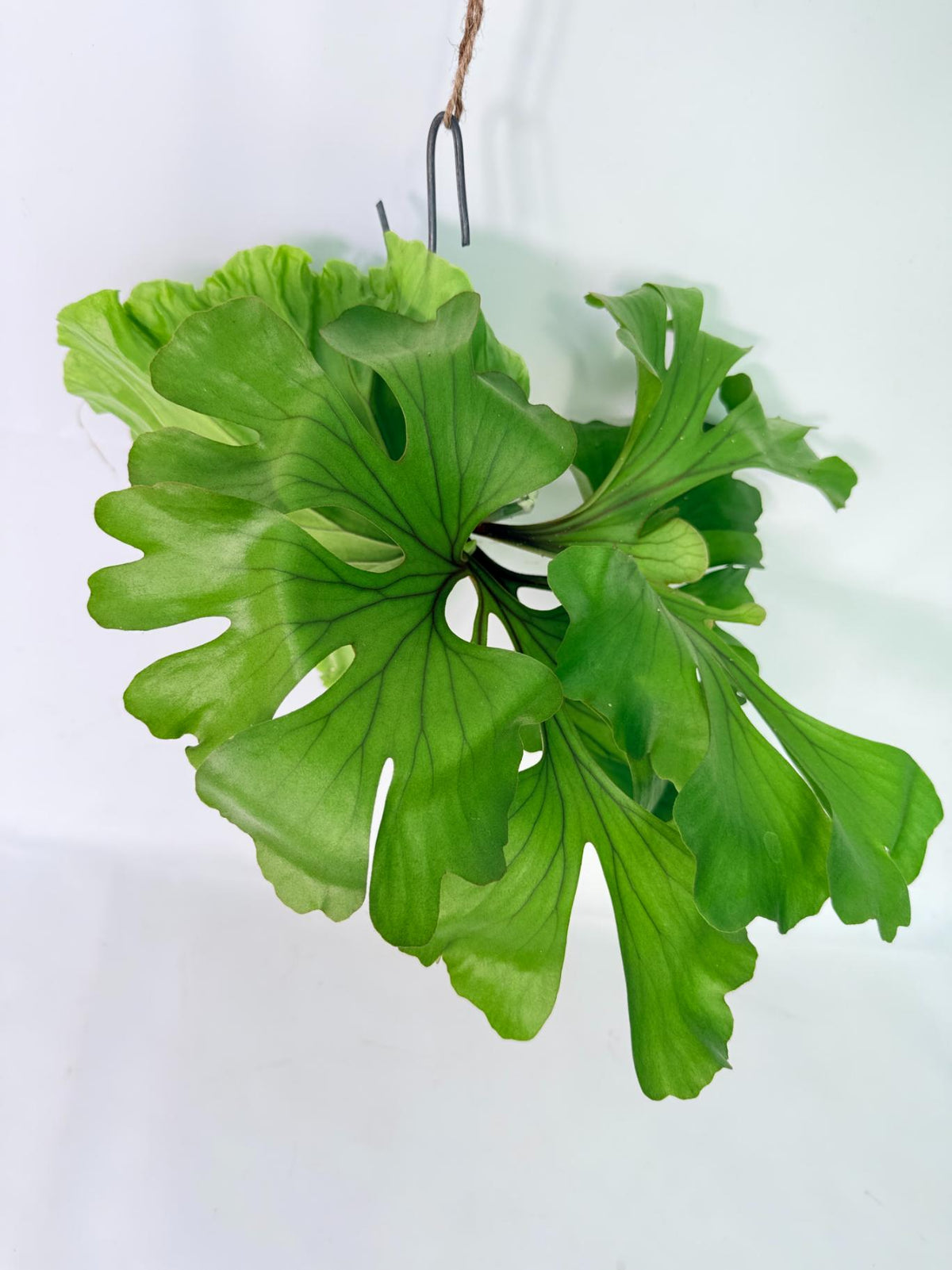 Platycerium Ridleyi 'Monkey King' kokedama 05