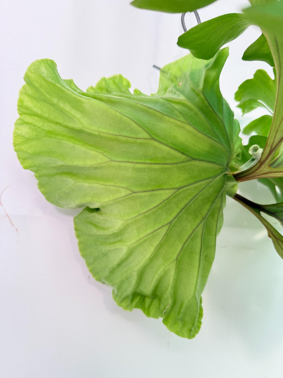 Platycerium Ridleyi 'Monkey King' kokedama 06