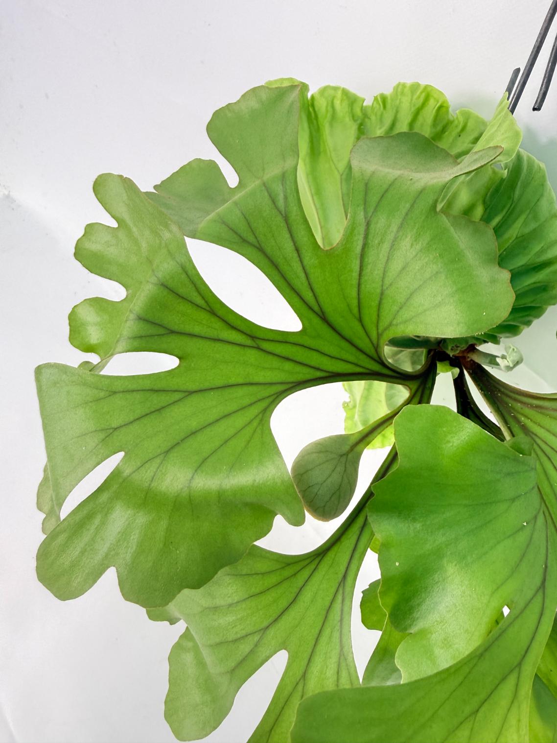 Platycerium Ridleyi 'Monkey King' kokedama 07