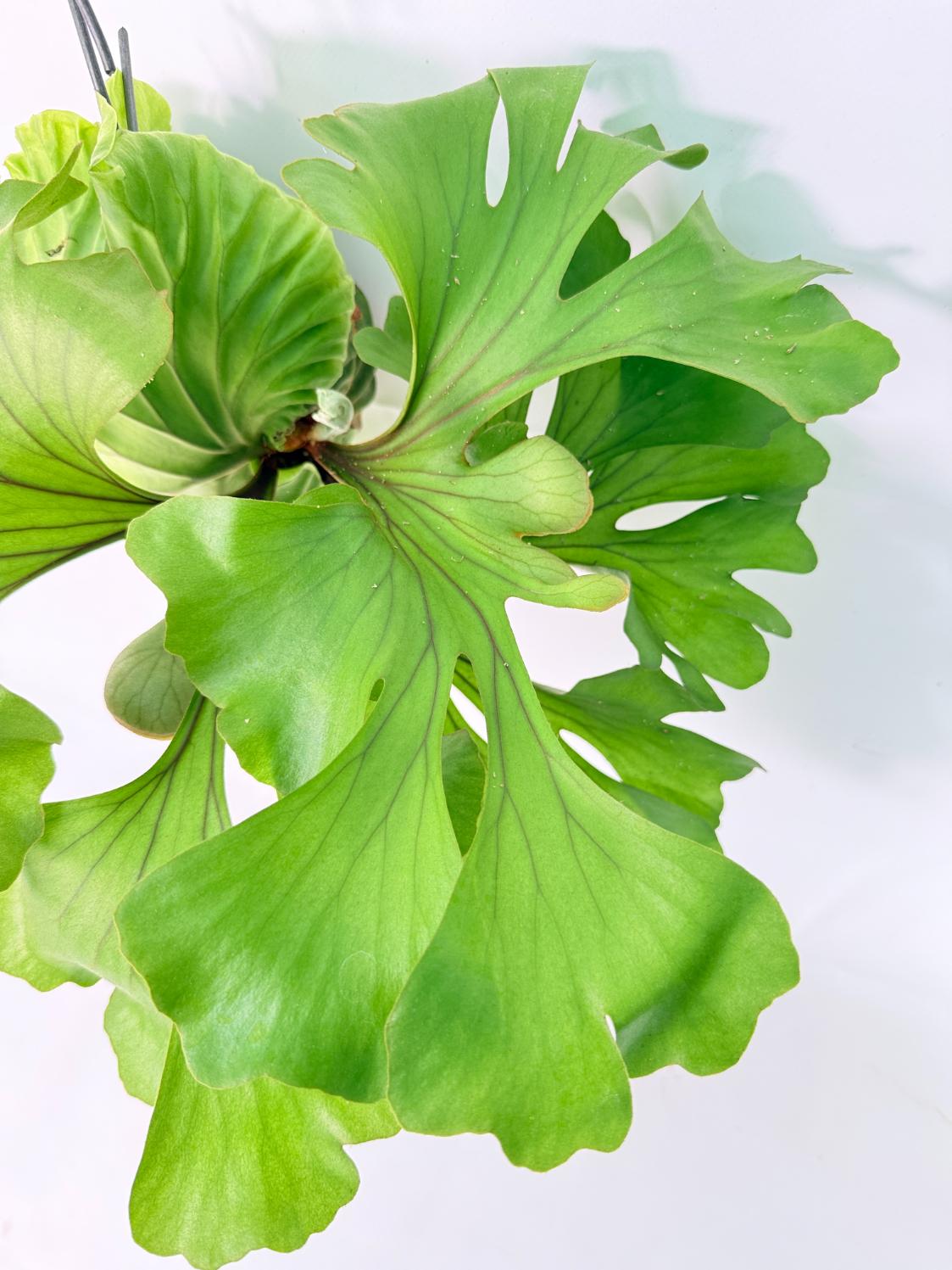 Platycerium Ridleyi 'Monkey King' kokedama08