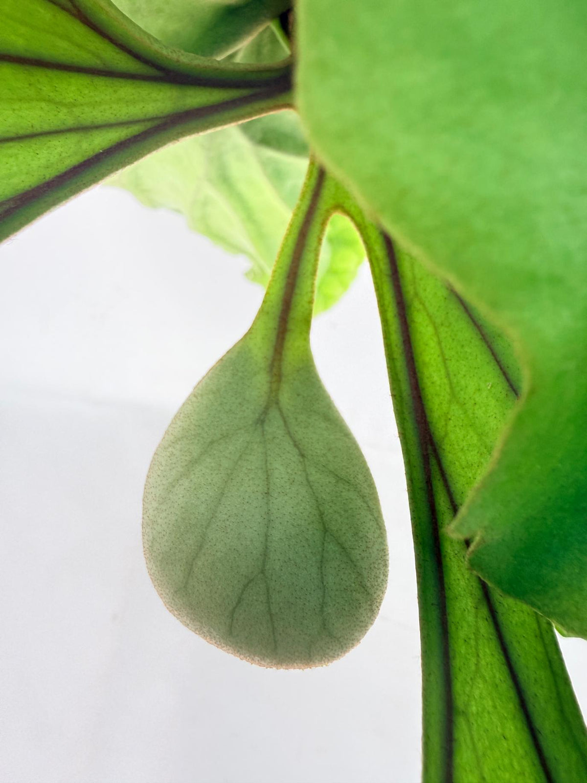 Platycerium Ridleyi 'Monkey King' kokedama09