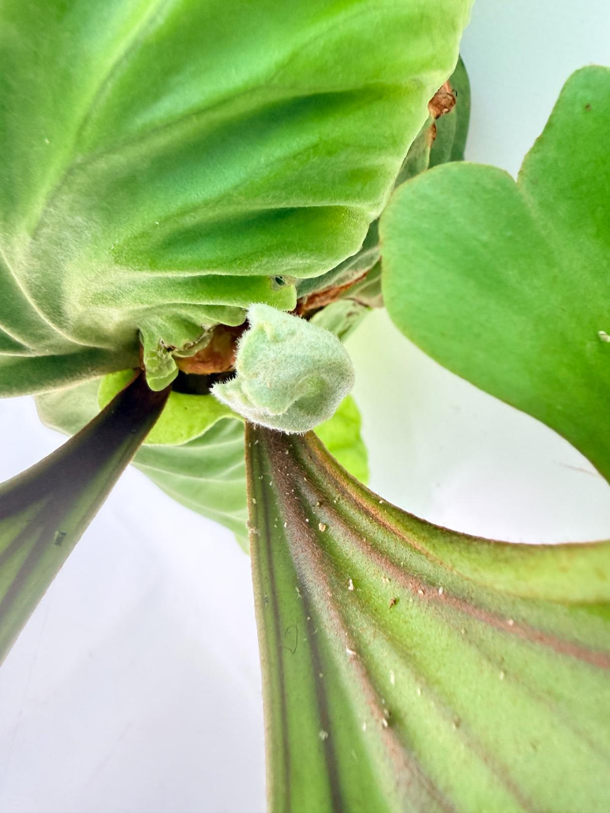 Platycerium Ridleyi 'Monkey King' kokedama10